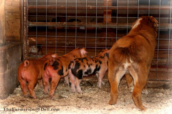 piglets - TheFarmersInTheDell.com