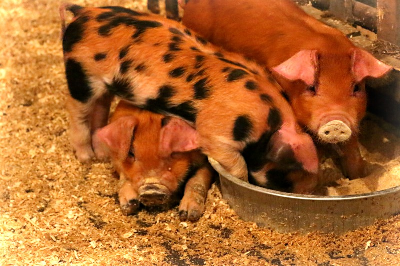 piglets - TheFarmersInTheDell.com