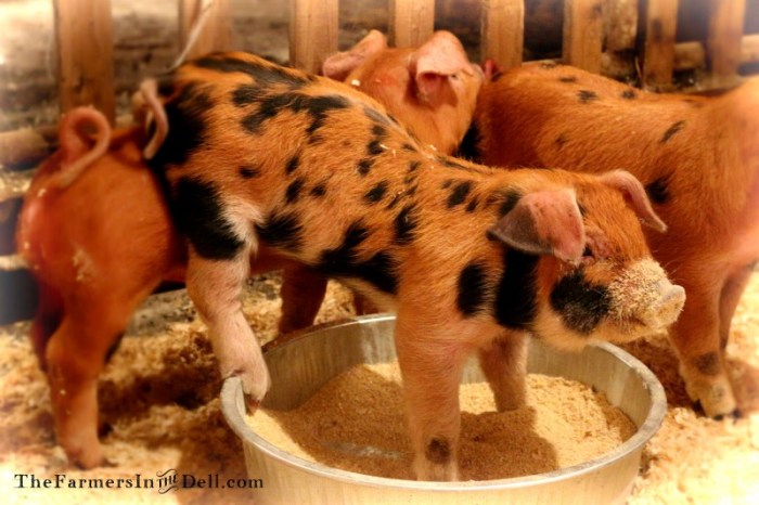 piglets - TheFarmersInTheDell.com