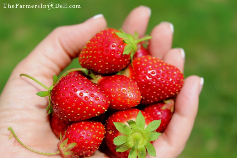 strawberries - TheFarmersInTheDell.com