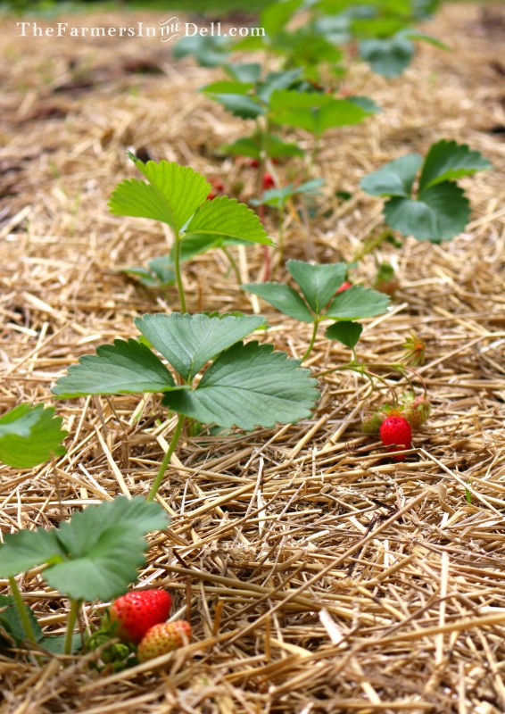 strawberry plants - TheFarmersInTheDell.com