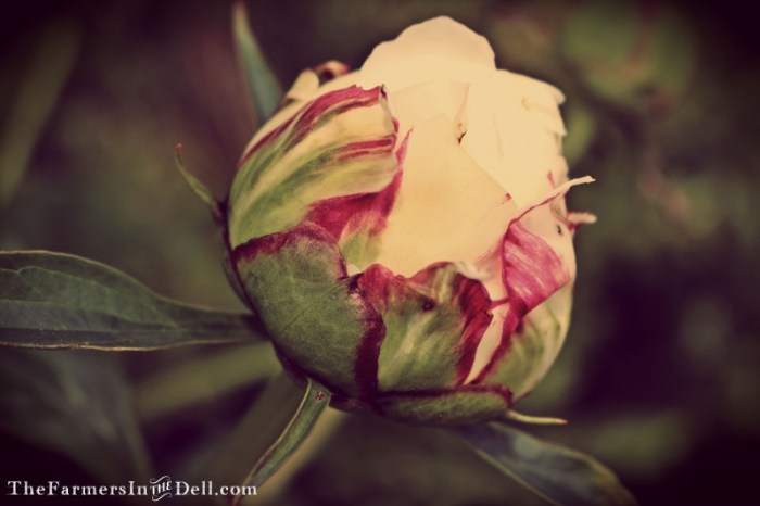 white peony - TheFarmersInTheDell.com