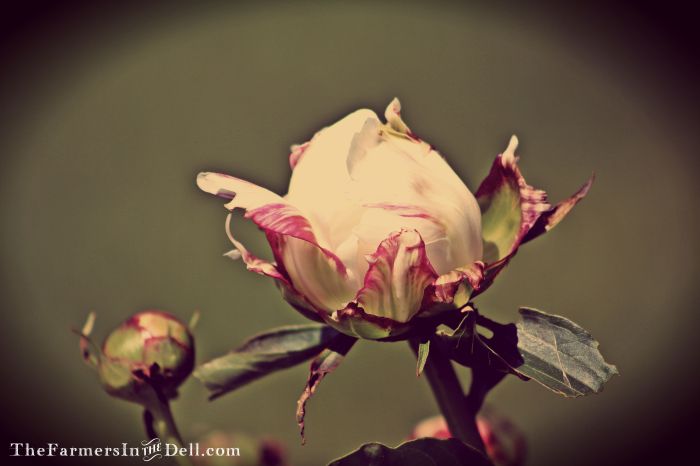 white peony - TheFarmersInTheDell.com