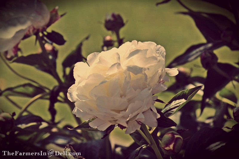 white peony - TheFarmersInTheDell.com