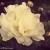 white peony - TheFarmersInTheDell.com