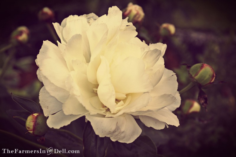 white peony - TheFarmersInTheDell.com