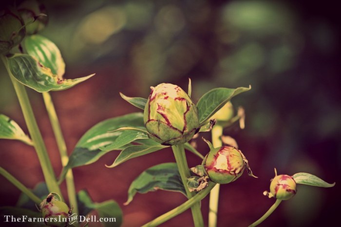 white peony - TheFarmersInTheDell.com