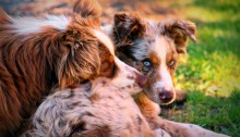 australian shepherds - TheFarmersInTheDell.com