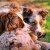 australian shepherds - TheFarmersInTheDell.com
