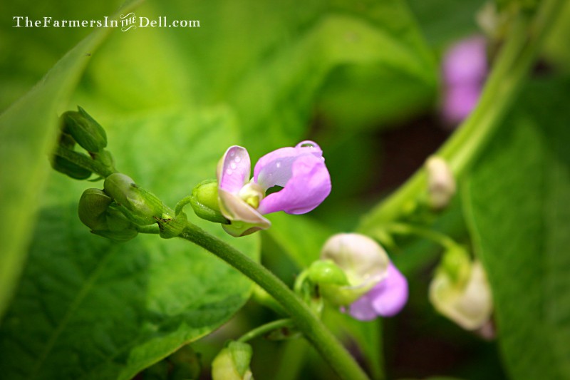 bean blossom - TheFarmersInTheDell.com