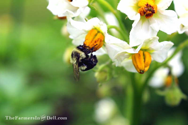 bumblebee on potato blossom - TheFarmersInTheDell.com