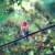 cardinal - TheFarmersInTheDell.com