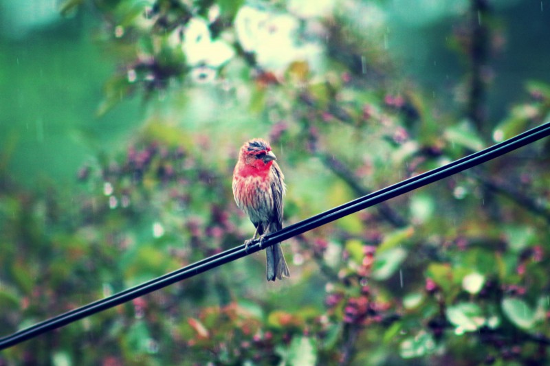 cardinal - TheFarmersInTheDell.com