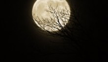 full moon - TheFarmersInTheDell.com