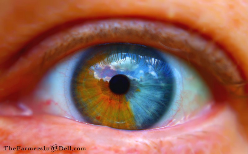heterochromia iridum - TheFarmersInTheDell.com