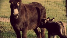 donkeys - TheFarmersInTheDell.com