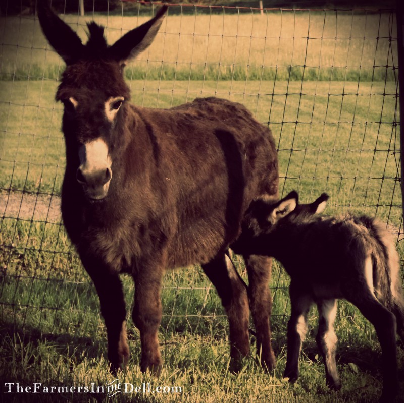 donkeys - TheFarmersInTheDell.com