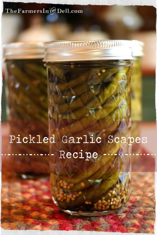 pickled garlic scapes recipe - TheFarmersInTheDell.com