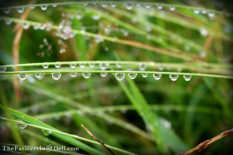 raindrops - TheFarmersInTheDell.com