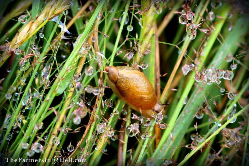 raindrops - TheFarmersInTheDell.com