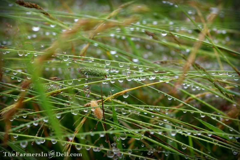 raindrops - TheFarmersInTheDell.com