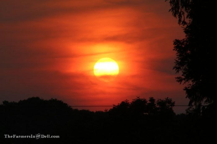 summer sunset - TheFarmersInTheDell.com