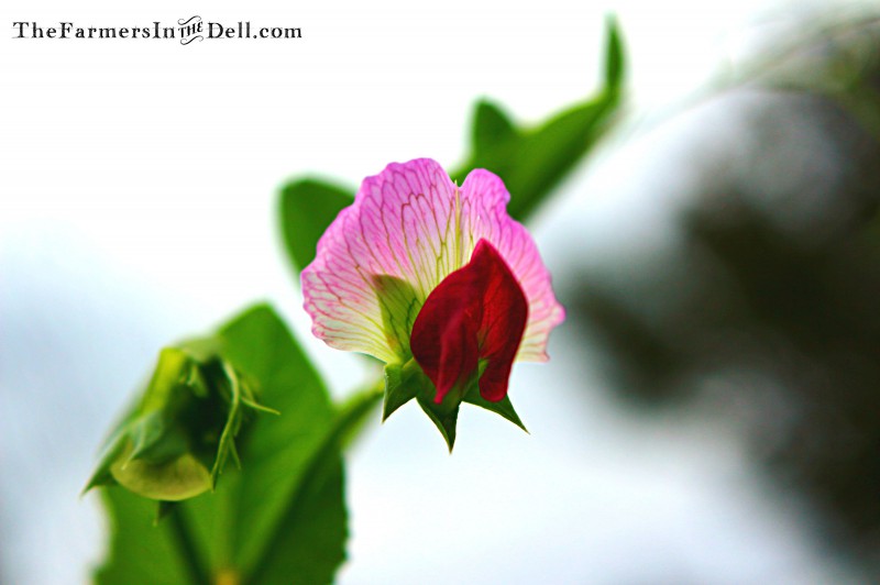 sweet pea blossom - TheFarmersInTheDell.com