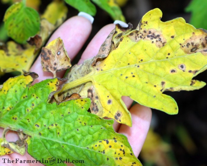 tomato early blight - TheFarmersInTheDell.com