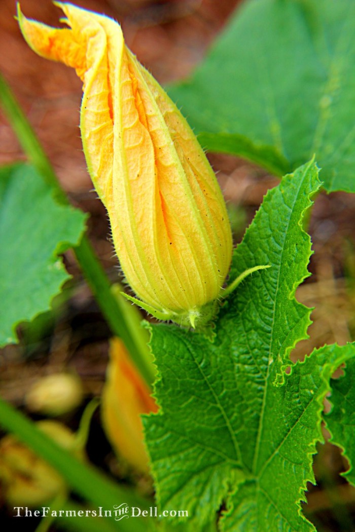 zucchini blossom - TheFarmersInTheDell.com