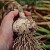 garlic - TheFarmersInTheDell.com