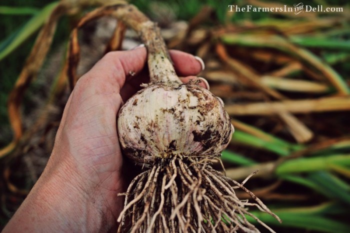 garlic - TheFarmersInTheDell.com
