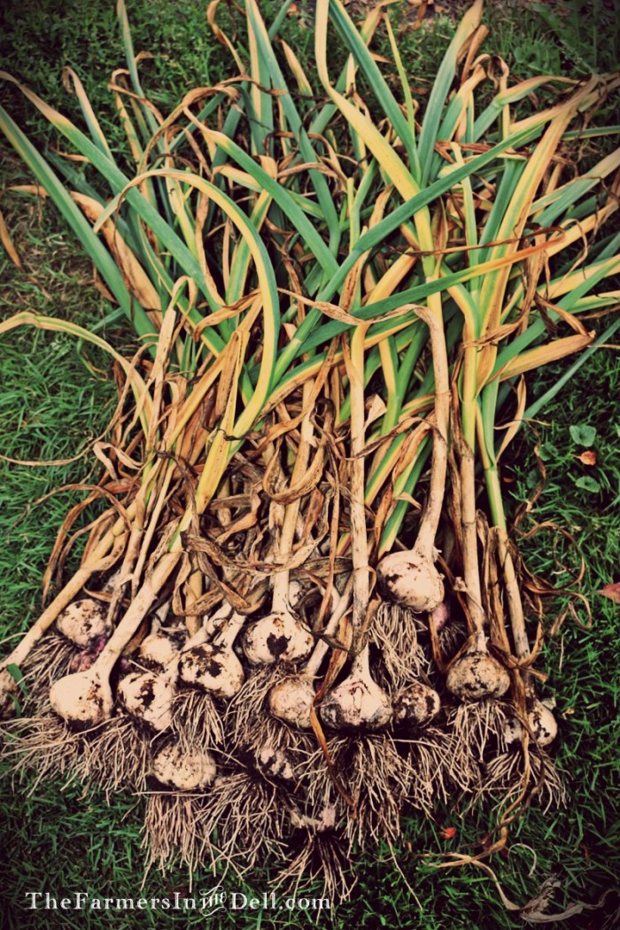 garlic - TheFarmersInTheDell.com