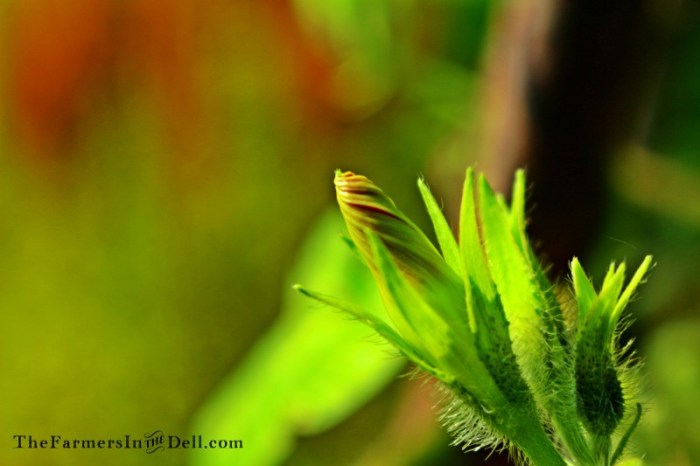 morning glory - TheFarmersInTheDell.com