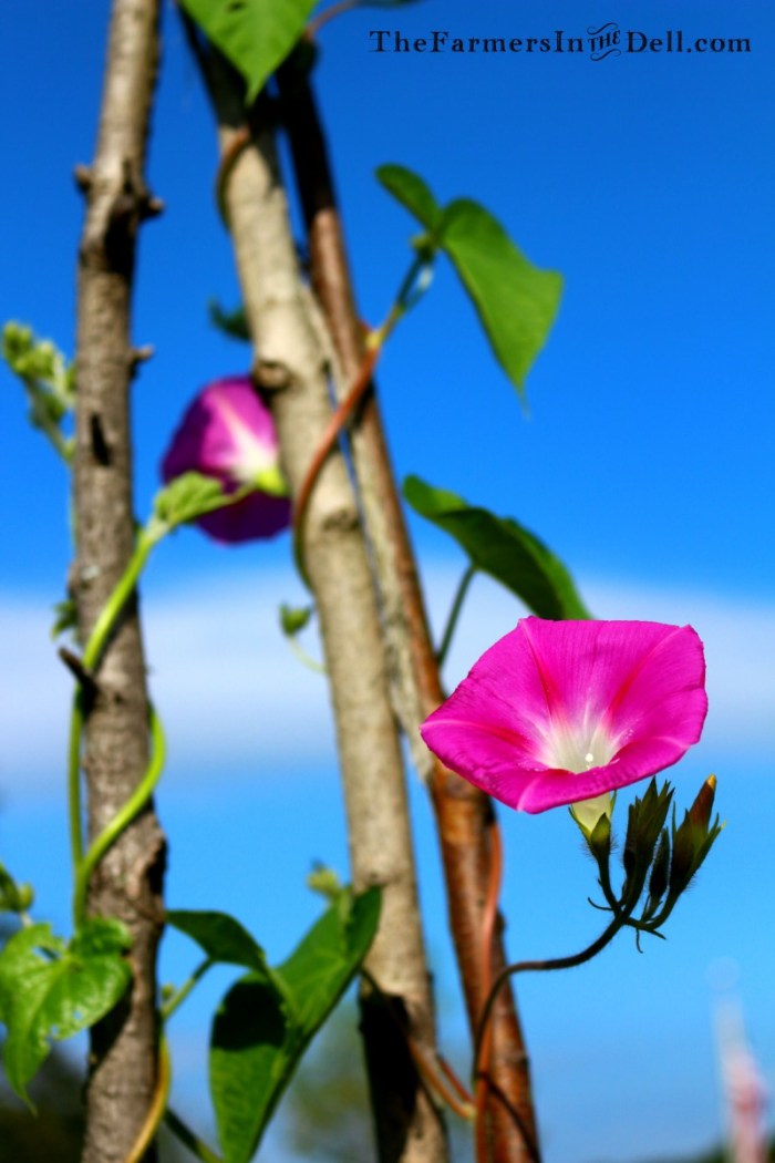 morning glory - TheFarmersInTheDell.com