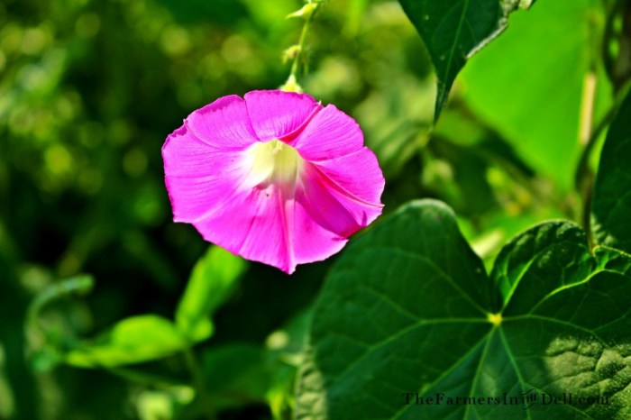 morning glory - TheFarmersInTheDell.com