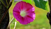 morning glory - TheFarmersInTheDell.com