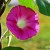 morning glory - TheFarmersInTheDell.com