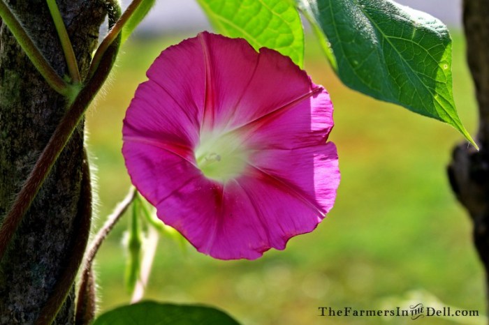 morning glory - TheFarmersInTheDell.com
