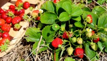 strawberries - TheFarmersInTheDell.com