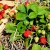 strawberries - TheFarmersInTheDell.com