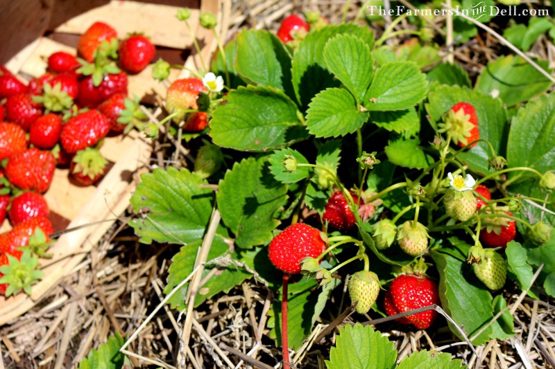 strawberries - TheFarmersInTheDell.com