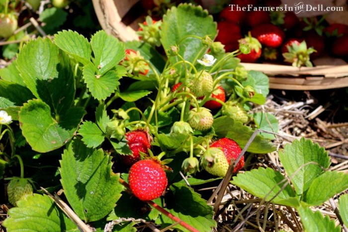 strawberries - TheFarmersInTheDell.com