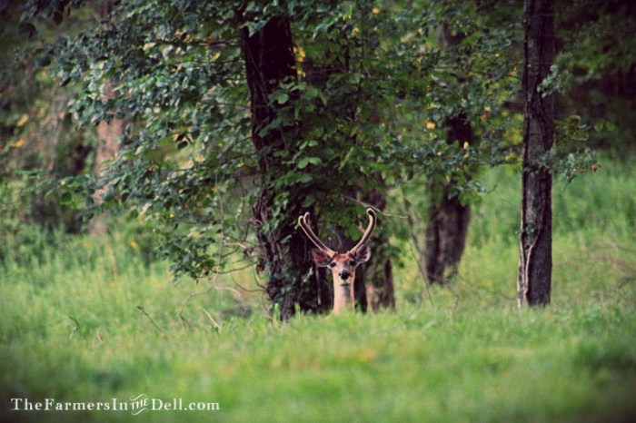 whitetail deer - TheFarmersInTheDell.com