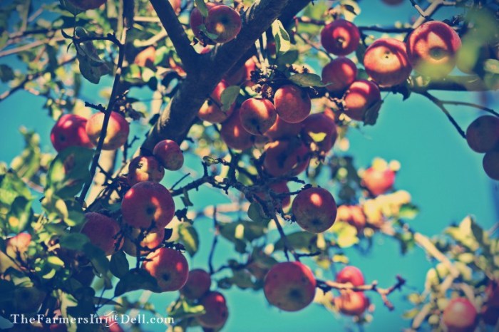 apples - TheFarmersInTheDell.com
