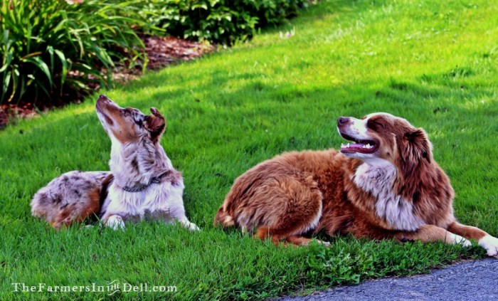 australian shepherds - TheFarmersInTheDell.com