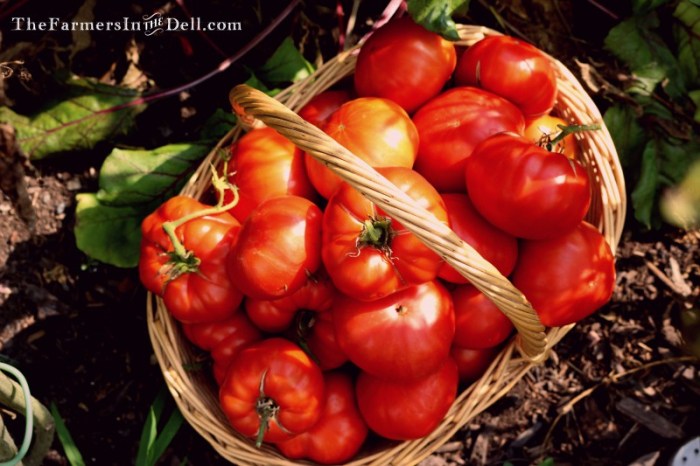 pantano romanesco tomato - TheFarmersInTheDell.com