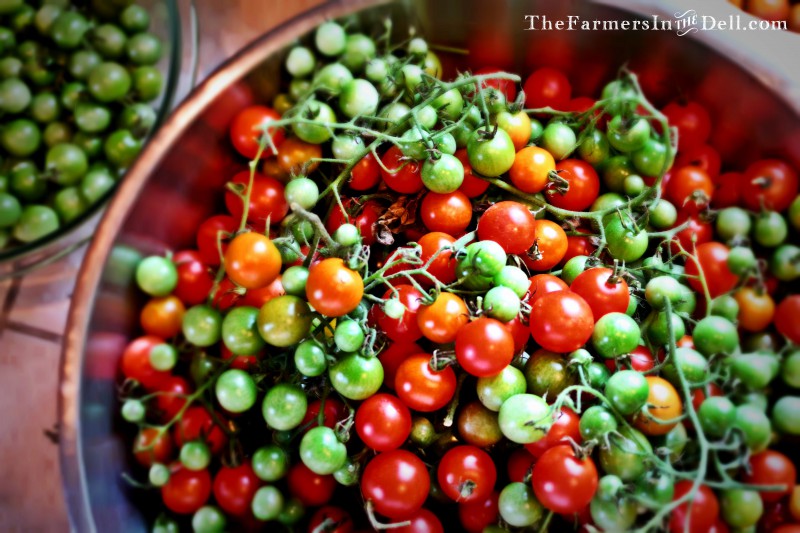 cherry tomatoes - TheFarmersInTheDell.com