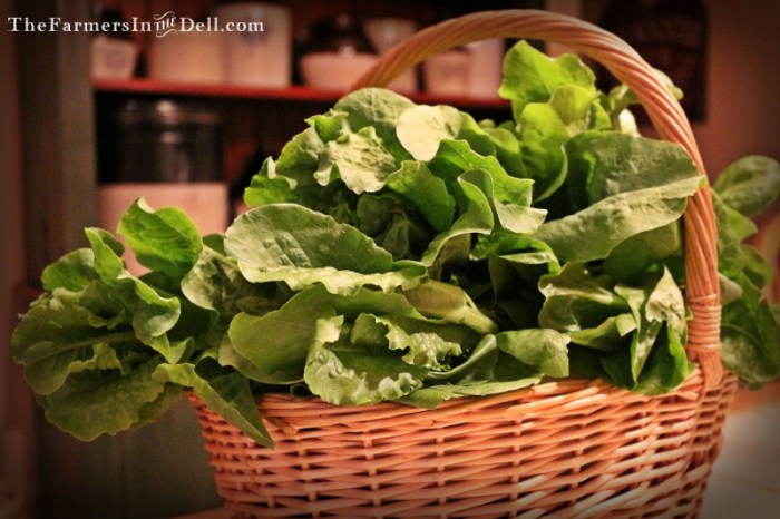 buttercrunch lettuce - TheFarmersInTheDell.com