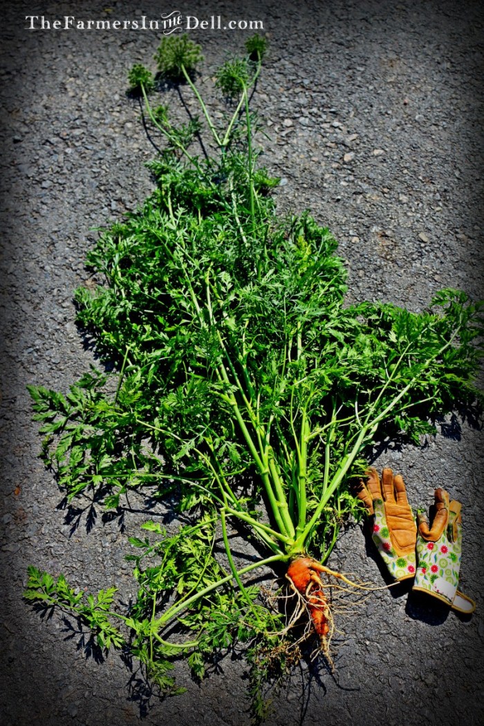 carrot - TheFarmersInTheDell.com