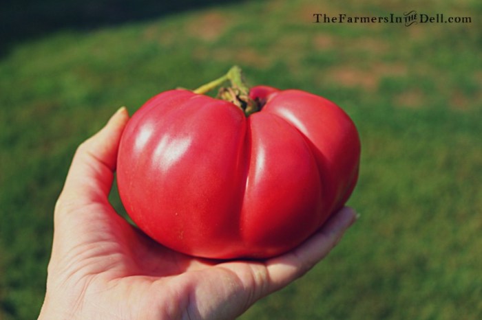 german pink tomato - TheFarmersInTheDell.com
